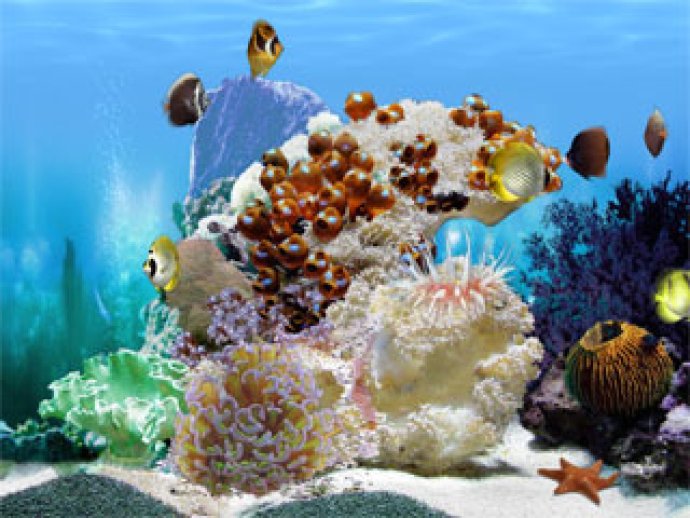 FP :: Amazing 3D Aquarium ADD-on  :: Chaetodont I - Fish Pack