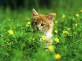 7art Happy Cats ScreenSaver