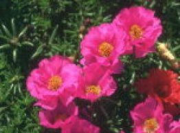 7art Flowers Free ScreenSaver