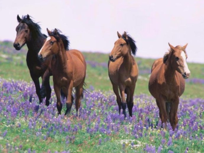 7art Graceful Horses ScreenSaver