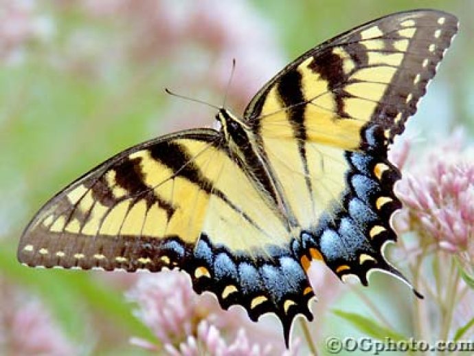 Butterflies of North America Screen Saver and Wallpaper