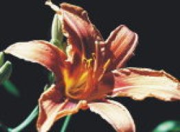 7art Flowers Pro ScreenSaver