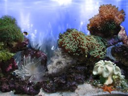 AR :: Amazing 3D Aquarium ADD-on  ::  Coral Landscape-1