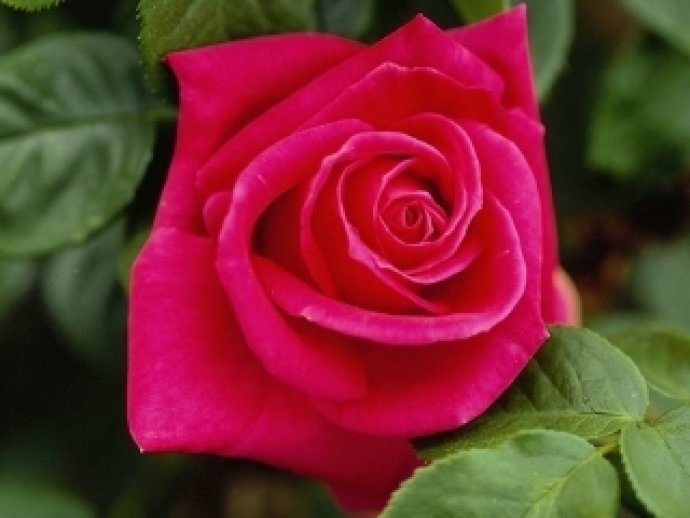 Beautiful Roses DesktopFun Screensa...