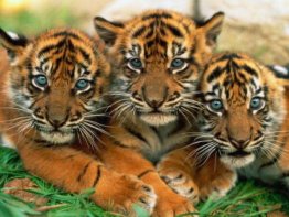 7art Stunning Tigers ScreenSaver