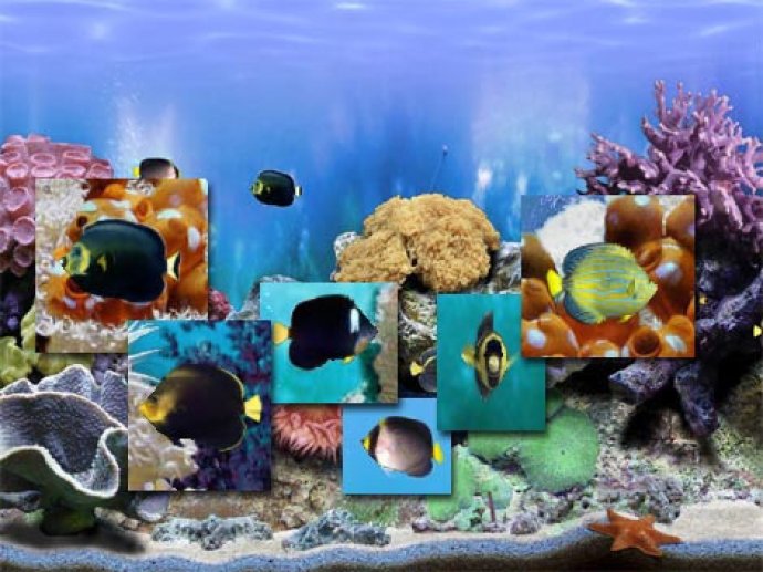 FP :: Amazing 3D Aquarium Free ADD-on  :: Chaetodontoplus Fish Pack