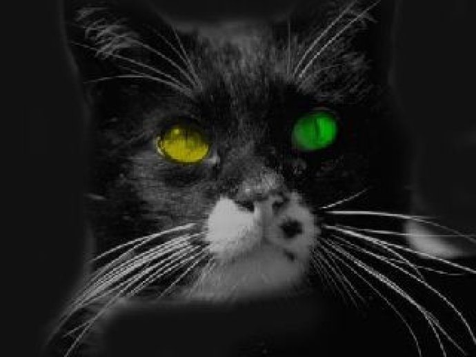 Beware the Black Cat Screensaver