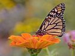 Butterflies-Living Color