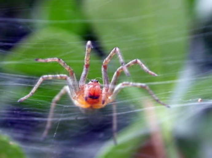 Spider Phobia Screensaver