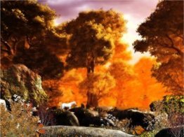 Autumn Forest