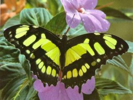 7art Butterfly Paradise ScreenSaver