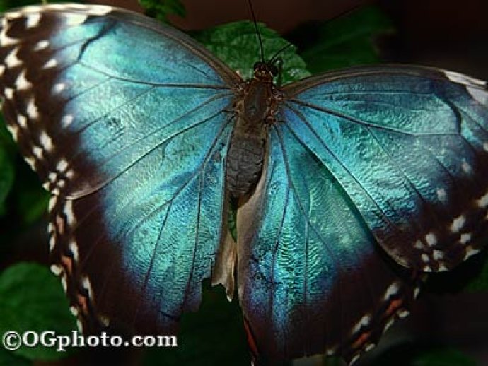 Butterflies of the World Screen Saver and Wallpaper
