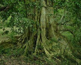 7art Glorious Trees ScreenSaver