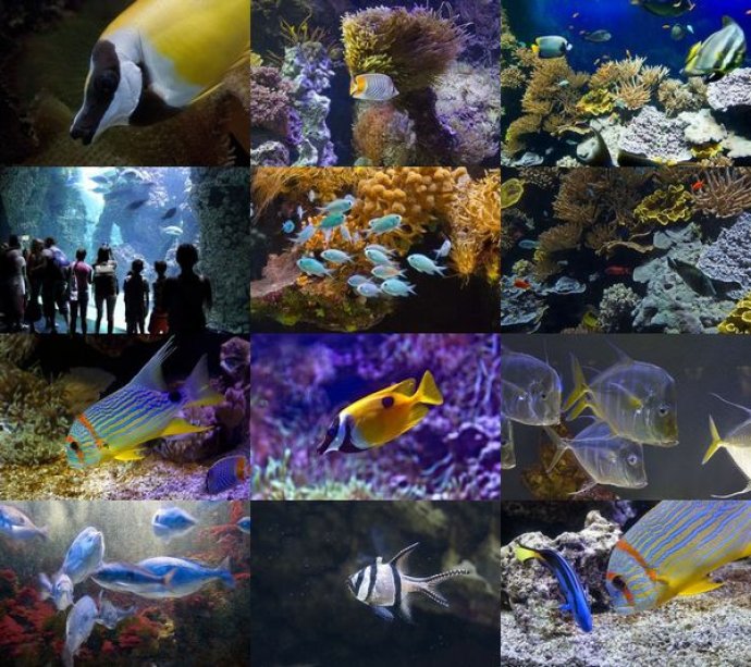 Monaco Aquarium ePix Calendar