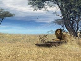 Savannah Safari [AD]