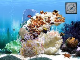 White Reef
