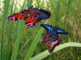 3D Amazing Butterfly ScreenSaver