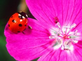 7art Insects ScreenSaver