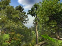 Mystery Forest