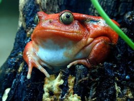 7art Croaking Frogs ScreenSaver