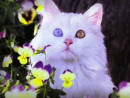 7art Miaow Cats ScreenSaver