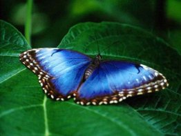 Free Enchanting Butterfly Screensaver