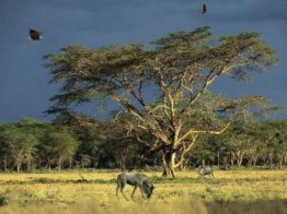 Tree Of Life [AD]