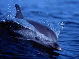 Free Living Dolphins Screensaver