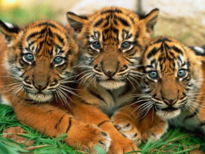7art Stunning Tigers ScreenSaver