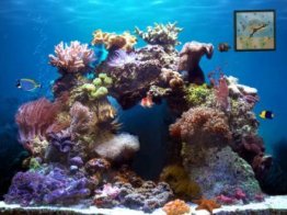 Beautiful Reef [AD]